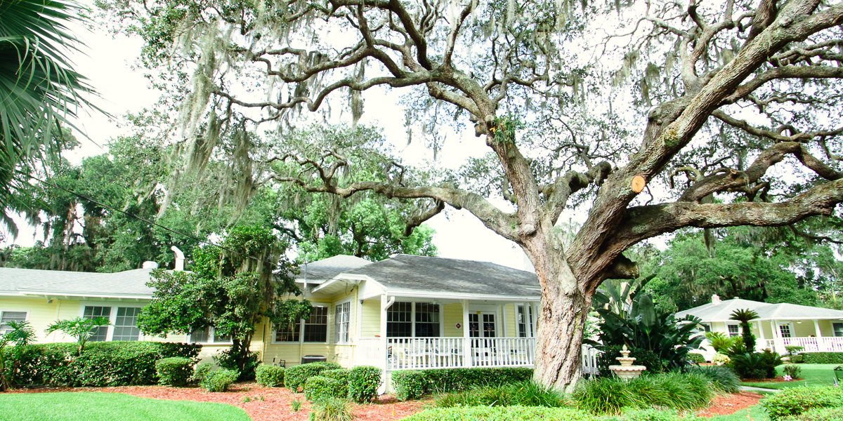 Alabama oaks surrounded by sprawling branches stands prominently in front of a yellow house with a white porch in winter park. The yard is landscaped with bushes and a patch of red mulch.