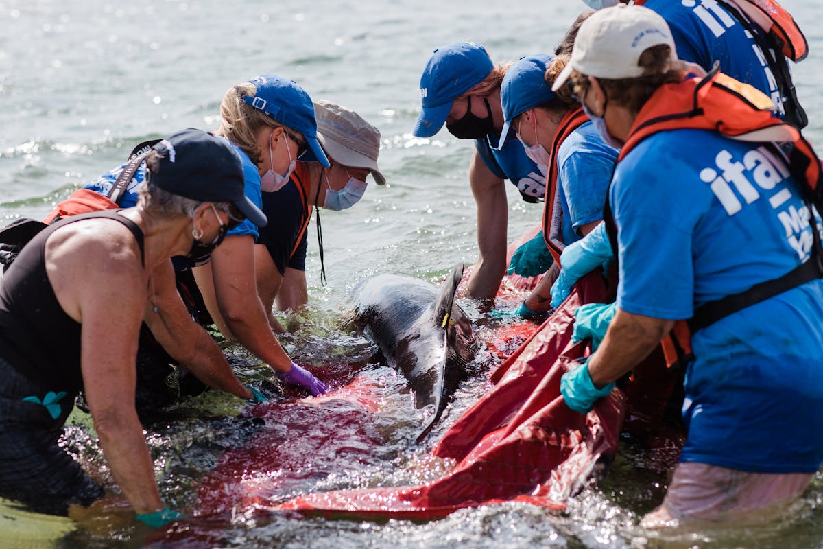 Ifaw rescue team assists a stranded whale in shallow water, using a red tarp to move it.